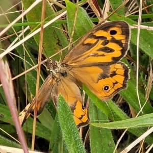 Heteronympha merope at Lyneham, ACT - 13 Dec 2021