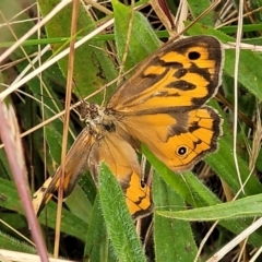 Heteronympha merope (Common Brown Butterfly) at Lyneham, ACT - 12 Dec 2021 by tpreston