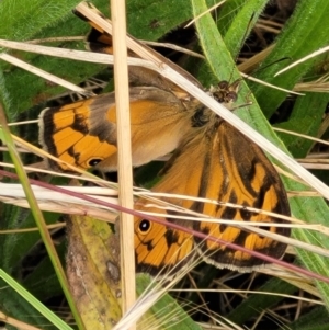 Heteronympha merope at Lyneham, ACT - 13 Dec 2021