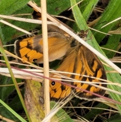 Heteronympha merope at Lyneham, ACT - 13 Dec 2021