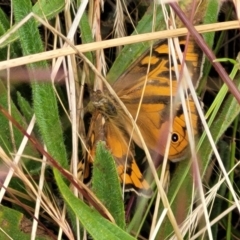 Heteronympha merope at Lyneham, ACT - 13 Dec 2021