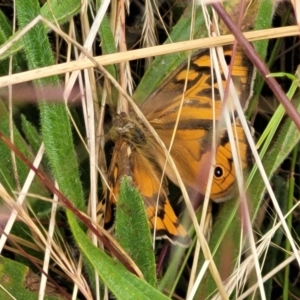 Heteronympha merope at Lyneham, ACT - 13 Dec 2021