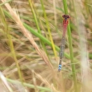 Xanthagrion erythroneurum at Lyneham, ACT - 13 Dec 2021