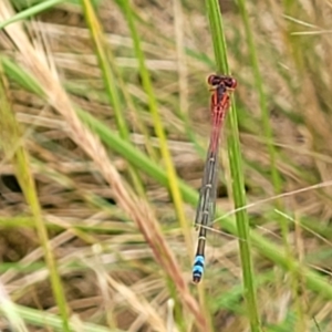 Xanthagrion erythroneurum at Lyneham, ACT - 13 Dec 2021