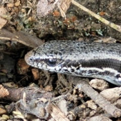 Morethia boulengeri (Boulenger's Skink) at Lyneham, ACT - 13 Dec 2021 by trevorpreston