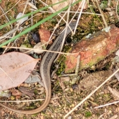 Morethia boulengeri at Lyneham, ACT - 13 Dec 2021 09:35 AM