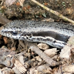 Morethia boulengeri at Lyneham, ACT - 13 Dec 2021