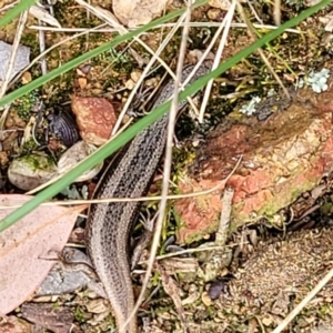 Morethia boulengeri at Lyneham, ACT - 13 Dec 2021 09:35 AM