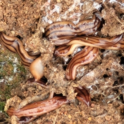 Anzoplana trilineata (A Flatworm) at Crace Grasslands - 13 Dec 2021 by trevorpreston