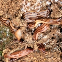 Anzoplana trilineata (A Flatworm) at Lyneham, ACT - 12 Dec 2021 by tpreston