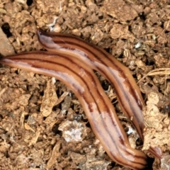 Anzoplana trilineata at Lyneham, ACT - 13 Dec 2021