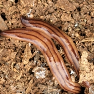 Anzoplana trilineata at Lyneham, ACT - 13 Dec 2021 09:37 AM