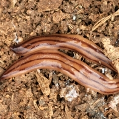 Anzoplana trilineata at Lyneham, ACT - 13 Dec 2021