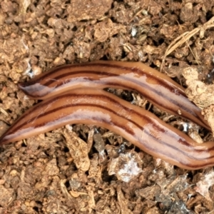 Anzoplana trilineata at Lyneham, ACT - 13 Dec 2021 09:37 AM