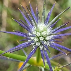 Eryngium ovinum (Blue Devil) at Lyneham, ACT - 13 Dec 2021 by trevorpreston