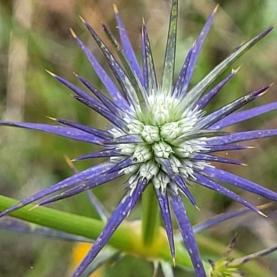 Eryngium ovinum (Blue Devil) at Lyneham, ACT - 13 Dec 2021 by trevorpreston