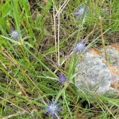 Eryngium ovinum at Lyneham, ACT - 13 Dec 2021