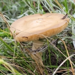 zz agaric (stem; gills white/cream) at Lyneham, ACT - 12 Dec 2021 by tpreston