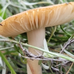 zz agaric (stem; gills white/cream) at Lyneham, ACT - 13 Dec 2021