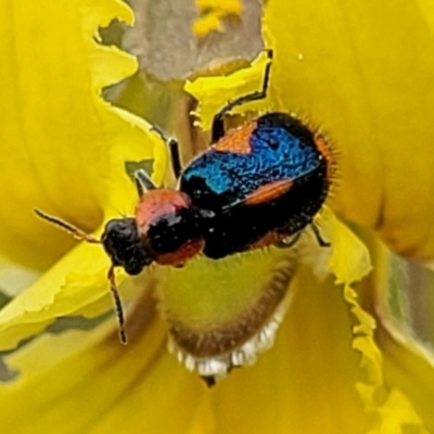 Dicranolaius villosus (Melyrid flower beetle) at Crace Grasslands - 12 Dec 2021 by tpreston