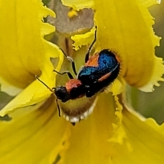 Dicranolaius villosus at Lyneham, ACT - 13 Dec 2021 09:41 AM