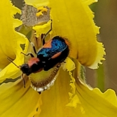 Dicranolaius villosus at Lyneham, ACT - 13 Dec 2021