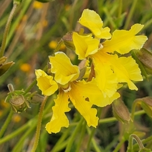 Goodenia paradoxa at Lyneham, ACT - 13 Dec 2021