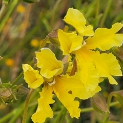 Goodenia paradoxa at Lyneham, ACT - 13 Dec 2021