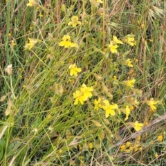 Goodenia paradoxa at Lyneham, ACT - 13 Dec 2021