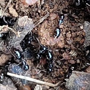 Formicidae (family) at Lyneham, ACT - 13 Dec 2021