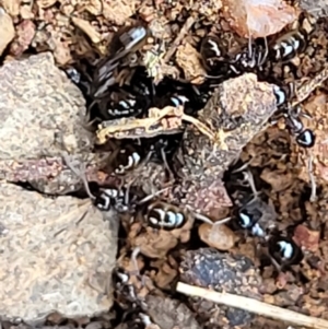 Formicidae (family) at Lyneham, ACT - 13 Dec 2021 09:44 AM