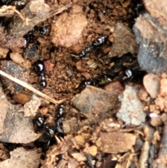 Formicidae (family) at Lyneham, ACT - 13 Dec 2021