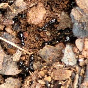 Formicidae (family) at Lyneham, ACT - 13 Dec 2021