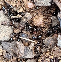 Formicidae (family) at Lyneham, ACT - 13 Dec 2021 09:44 AM