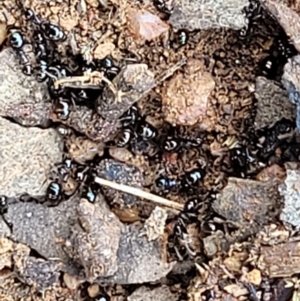 Formicidae (family) at Lyneham, ACT - 13 Dec 2021 09:44 AM