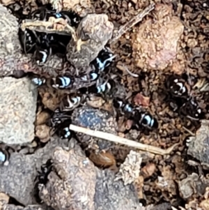 Formicidae (family) at Lyneham, ACT - 13 Dec 2021 09:44 AM