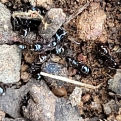 Formicidae (family) at Lyneham, ACT - 13 Dec 2021