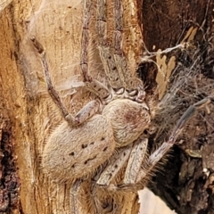 Isopeda canberrana (Canberra Huntsman Spider) at Crace Grasslands - 12 Dec 2021 by trevorpreston