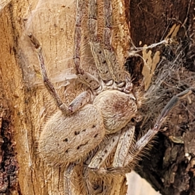 Isopeda canberrana (Canberra Huntsman Spider) at Lyneham, ACT - 13 Dec 2021 by trevorpreston