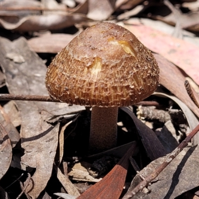 Inocybe sp. (Inocybe) at Bruce Ridge - 13 Dec 2021 by trevorpreston