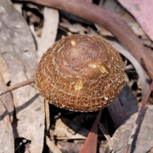 Inocybe sp. at O'Connor, ACT - 13 Dec 2021