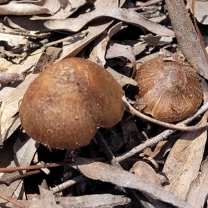 Inocybe sp. at O'Connor, ACT - 13 Dec 2021