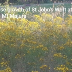 Hypericum perforatum (St John's Wort) at The Fair, Watson - 11 Dec 2021 by MAX