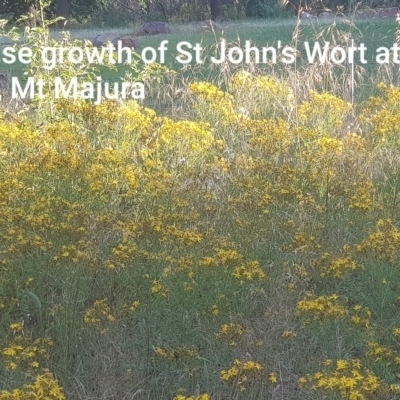 Hypericum perforatum (St John's Wort) at Mount Majura - 11 Dec 2021 by MAX