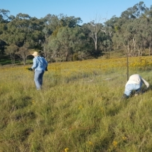 Hypericum perforatum at Mount Majura - 11 Dec 2021