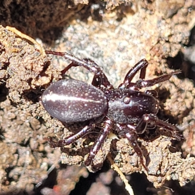 Storosa obscura (Dark Storosa) at Bruce Ridge - 13 Dec 2021 by trevorpreston