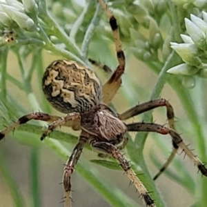 Araneus hamiltoni at O'Connor, ACT - 13 Dec 2021