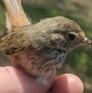 Acanthiza pusilla at Lake George, NSW - 13 Dec 2021