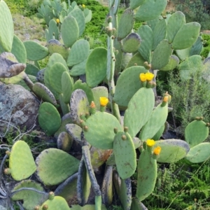 Opuntia ficus-indica at O'Malley, ACT - 13 Dec 2021