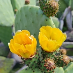 Opuntia ficus-indica at O'Malley, ACT - 13 Dec 2021